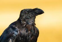 caller id information request