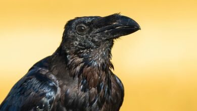 caller id information request