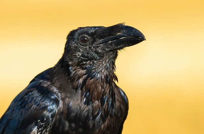 caller id information request