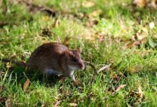 telecommunication integrity council numbers