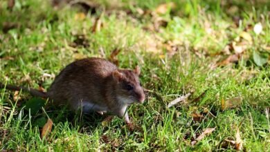 telecommunication integrity council numbers