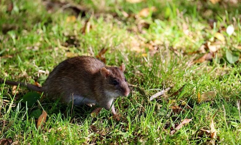 telecommunication integrity council numbers